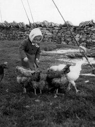 Leslie Anderson's daughter, Morag, with chickens at Sumburgh Head