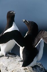 Razorbills, by Andy Hay. Image supplied by RSPB Scotland.