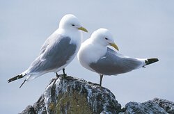 Kittiwakes by Andy Hay. Image supplied by RSPB Scotland