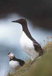 Guillemot by Andy Hay. Image supplied by RSPB Scotland