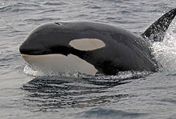 Killer Whale - www.shetlandnature.net