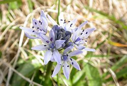 Spring Squill