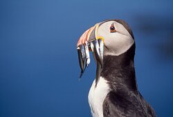 Puffin with Sandeels, Chris Gomersall