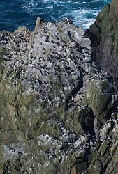 Guillemots nest on the rock stack